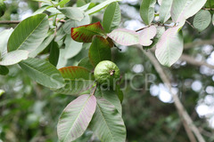 Psidium guajava